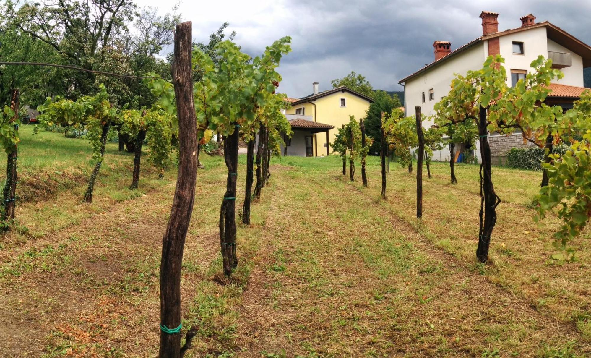 Small House In Vipava Valley מראה חיצוני תמונה